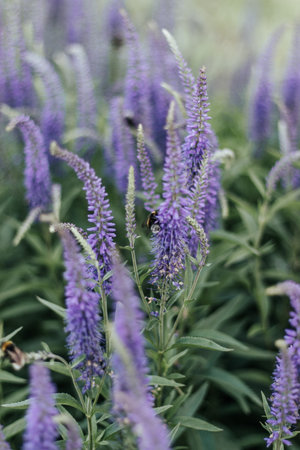 Lavender flowers in the garden. Selective focus and shallow depth of field.の写真素材