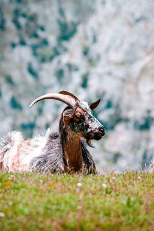 The photograph is a vertical shot of a close-up of a goat in the mountains of the Picos de Europa in Asturias Spainの写真素材