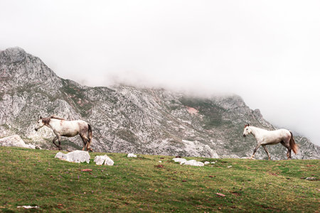 Photograph taken in the foggy port of some white horses with mountains in the background.