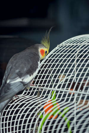 Nymph coming down from her cage holding on to her beak.The photograph is a vertical shot taken at homeの写真素材