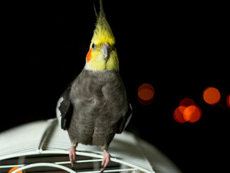 Bird named Nymph in its cage with a nice Bokeh in the background.の写真素材