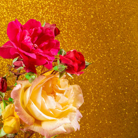 Close-up of some gorgeous natural yellow and red roses on a textured gold-colored background.The photography has copy space to make a design to our liking.The photo is in square format.の写真素材
