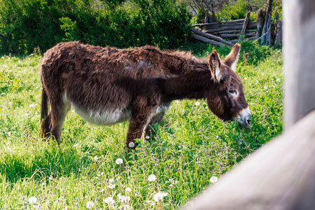 General shot of a brown donkey grazing on a farm in Asturias. The photograph is taken in horizontal format and has a natural out-of-focus frame with the wooden post of the farm's fence.の写真素材