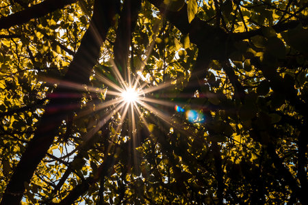 Photography of sun rays through the leaves of the trees.の写真素材