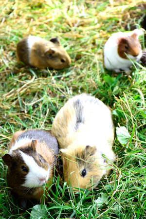 Four different colored hamsters eating in the wild in a meadow.の写真素材