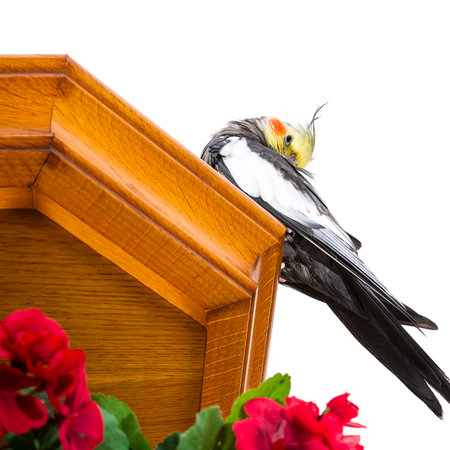 Photograph of a bird called Carolina or Nymph washing on a white background.The photo is taken in square format and in the foreground there is a bouquet of red flowers.の写真素材