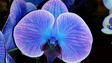 Bright blue and purple orchidsの素材