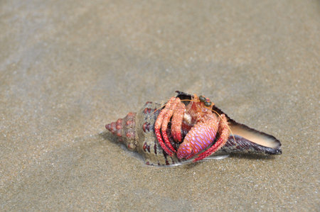 Hermit crab with the pink claw, sitting in its shellの写真素材