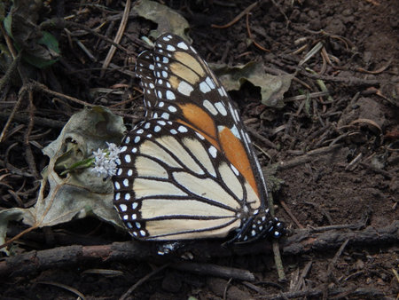 Monarch Butterfly from Morelia, Mexico