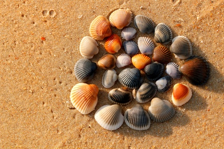 Colorful shells arranged beautifully at an arabian sea seashoreの写真素材