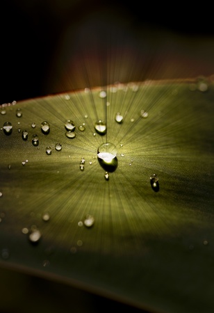 Water droplet on a leaf glowing in sunlightの写真素材