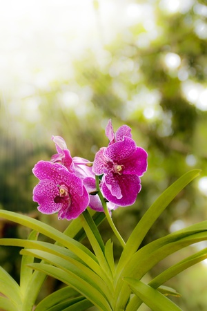 Pink orchid flowers against bright sunlight in the background の写真素材