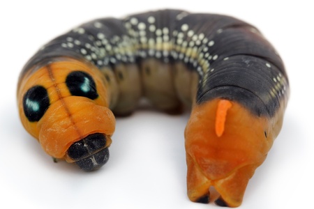 Caterpillar on white with spots and orange faceの写真素材