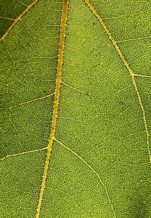 Highly detailed macro photo of a leaf showing network of veinsの写真素材