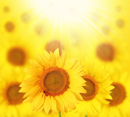 Full bloom sunflowers backlit by sunlight in a sunflower gardenの写真素材