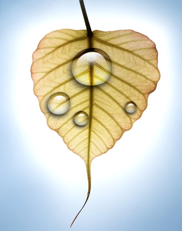 Young peepal leaf with water dew drops against brightly lit backgroundの写真素材