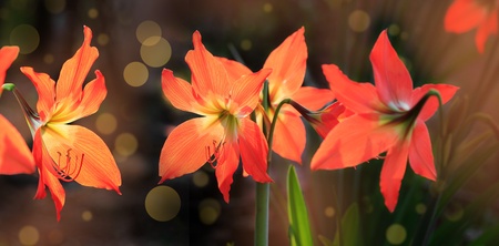 Amaryllis or belladonna lily flowers backlit by sunlight with defocused background and bokehの写真素材