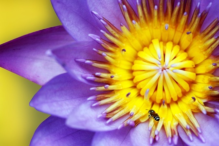 Purple colored water lily closeup showing yellow stamens and honeybee searching for nectarの写真素材