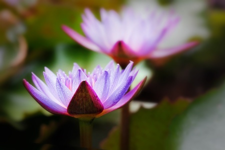 Blue water lilies with dew drops glowing in sunlightの写真素材