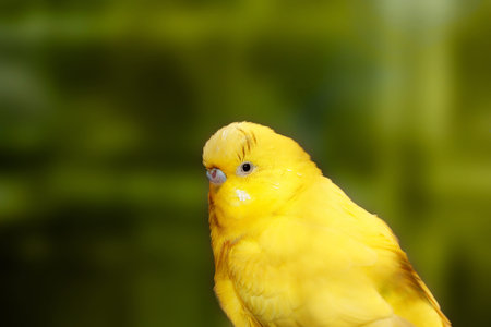 Cute yellow lovebird closeup with dark black eyes and green blurred background