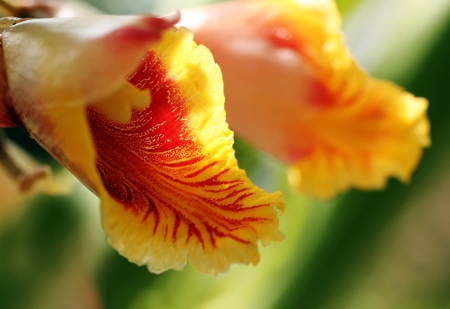 Bright and beautiful cardamom(cardamon) flowers in red, orange and yellow colors glowing in sunlight with de-focused green backgroundの写真素材