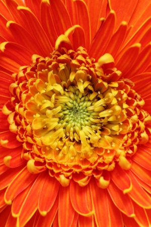 Extreme closeup(macro) photo of beautiful gerbera flower in bright red, orange and yellow colors. Gerbera belongs to sunflower family and is scientifically known as Gerbera jamesoniiの写真素材