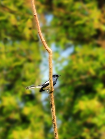 Beautiful Oriental Magpie-Robin bird on a twig in southern india. This bird is common in india & south east asia. Its scientifically known as Copsychus saularis. This photo is male bird.の写真素材