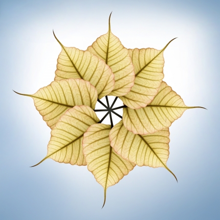 Fresh new & bright peepal(pipal) leaves arranged in circular fashion の写真素材