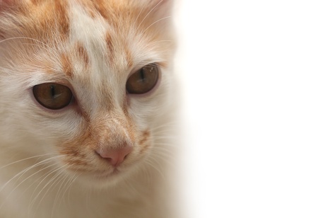 beautiful cat(kitten) face closeup on white background(copy space). This macro of baby feline is looking at something with interest while its brown eyes and whiskers can be clearly seenの写真素材