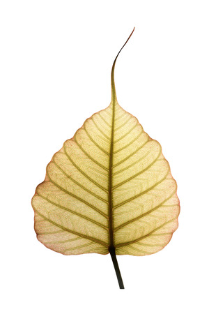 Heart shaped peepal or pipal tree leaf isolated on white with clipping path. The new & fresh leaf shows network on veins illuminated by sunlight from the backsideの写真素材