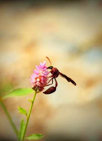 Brown wasp searching for nectar on a pink flower in a garden. の写真素材