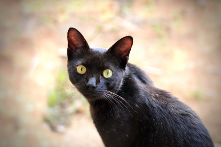 Beautiful black cat with expressive hazel eyes staring at the cameraの写真素材