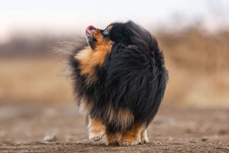 fluffy dog â€‹â€‹breed pomeranian standsの素材 [FY310158689688]