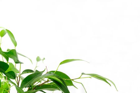 Floral greeting cardの写真素材