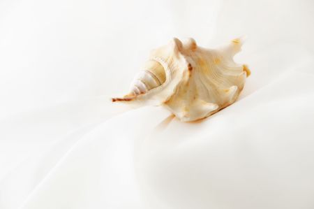 A closeup of tropic seashell on the background of white silkの写真素材