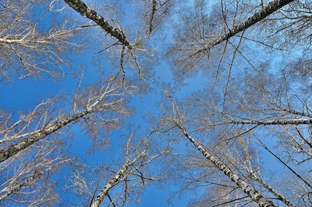 Looking up at birches against blue sky in early springの写真素材