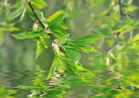 Green new leaves reflecting in the waterの写真素材