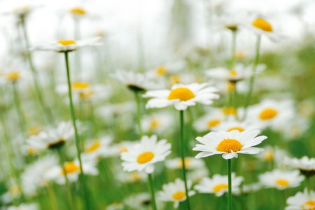 Background with tender camomile flowers in the fieldの写真素材