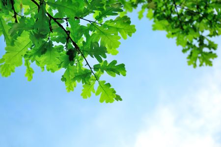 Leaves of the oak tree against blue sky の写真素材