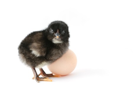 Little just born adorable baby chick near egg isolated on whiteの写真素材