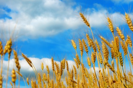 Golden wheat field against blue sky with cloudsの写真素材