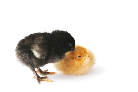 Two brothers young baby chickens, black and yellow, isolated on whiteの写真素材