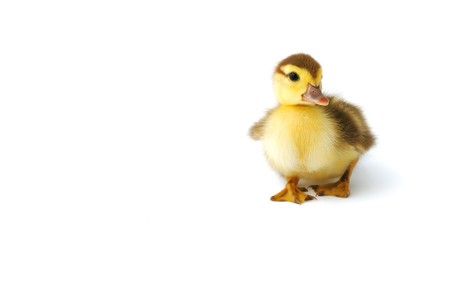 Funny little duckling walking to viewer isolated on whiteの写真素材