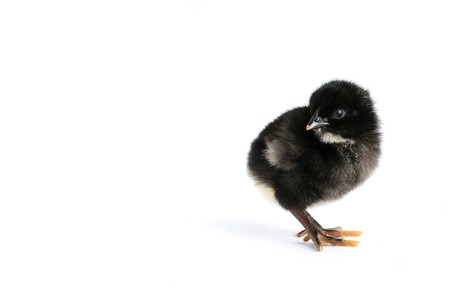 Cute black baby chicken isolated on white with copy-spaceの写真素材