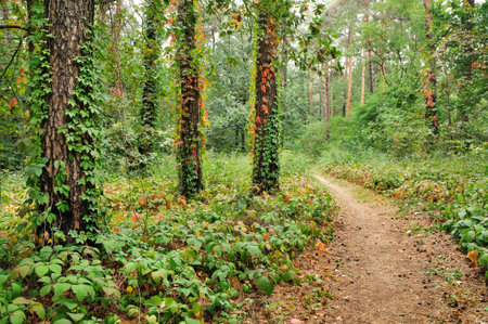 Enchanted path in the autumn forest during the calm cloudy day