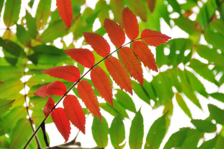 First red leaves against green foliage at the beginning of autumn