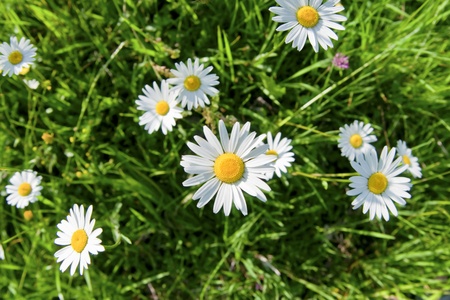 Daisy flowers and green grass, captured from aboveの写真素材