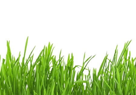 Line of green grass isolated on white backgroundの写真素材
