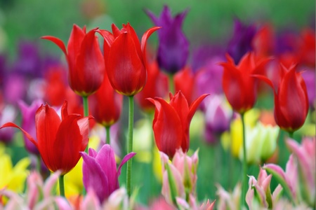 Many beautiful tulips of different colors. Spring background.の写真素材