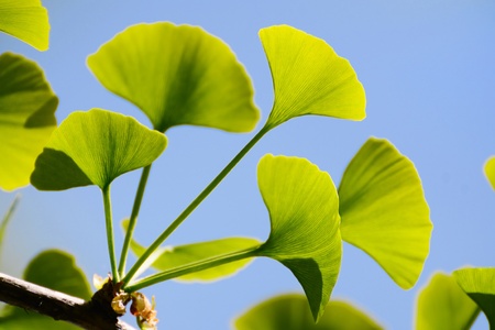 Gingko Biloba leaves on the tree illuminated by sunの写真素材